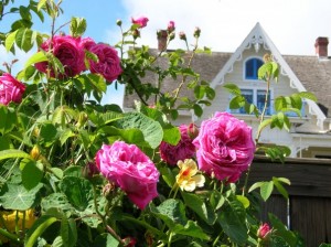 'Paul Ricault' roses with MacCallum House in the background.  