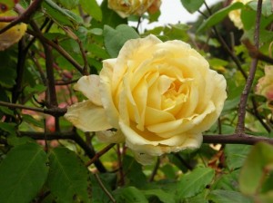 "MacCallum Yellow Tea" rose identified as 'Etoile de Lyon'