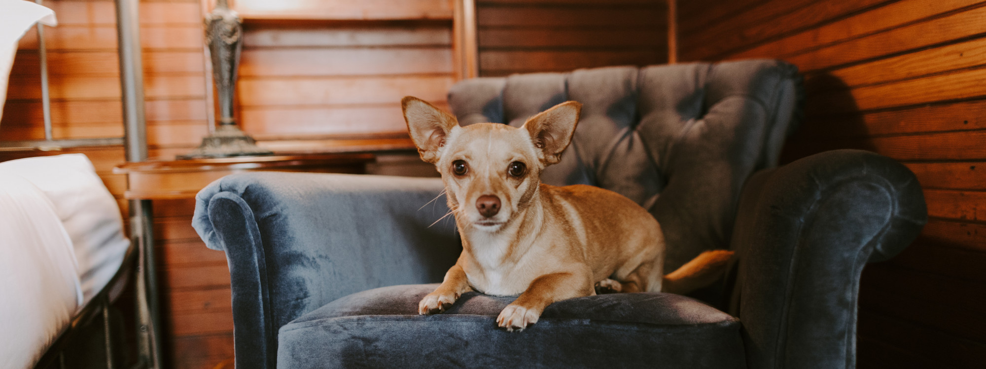 Pet Friendly
